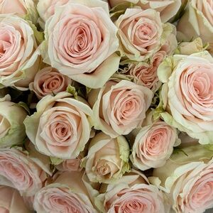 Meet your Posher, Krista